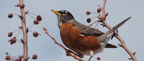 A Bird Habitat Garden—Plant Choices and Design Tips - Brooklyn Botanic Garden