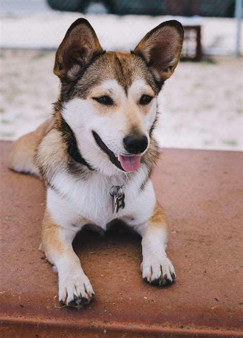 Corgi Husky Mix – One of the Cutest Corgi Mixes Out There