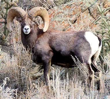 Colorado State Animal | Rocky Mountain Bighorn Sheep