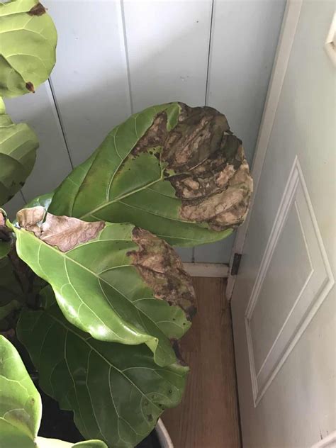 Why Are My Fiddle Leaf Fig Leaves Turning Brown? – io-r.net