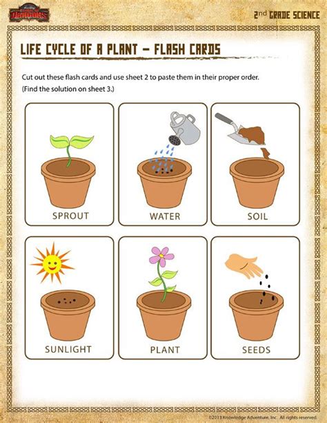 Life Cycle of a Plant – Flash Cards - Printable Science Worksheet for 2nd Grade | Life cycles ...