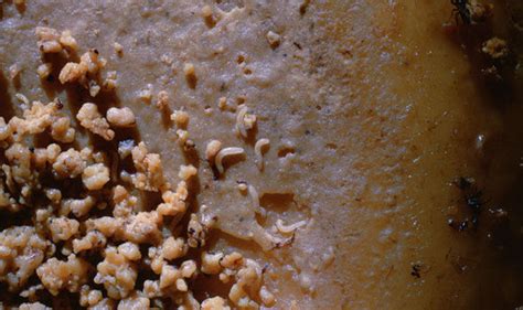 The illegal maggot cheese casu marzu is only found in Sardinia | Travel News | Travel | Express ...