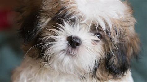 18 Shih Tzu dogs up for adoption; owner couldn't care for them anymore – WSOC TV