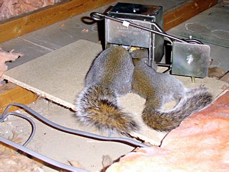 Squirrel Trapping - Squirrel Traps, Rat Trap, Skunk Traps, Opossum Trap, Marten Traps, Mink Trap ...