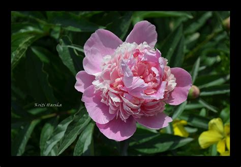 My Third Eye: Jammu And Kashmir:Sri Nagar-Flowers.