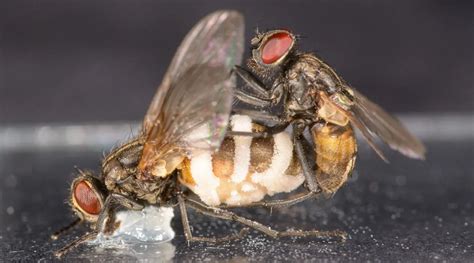 The parasitic fungus that encourages houseflies to mate with ‘corpses ...