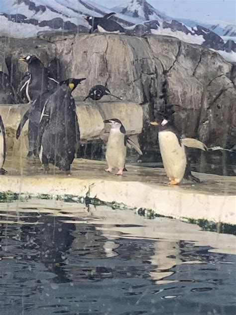 There are chinstrap penguins at the KC zoo? : r/kansascity