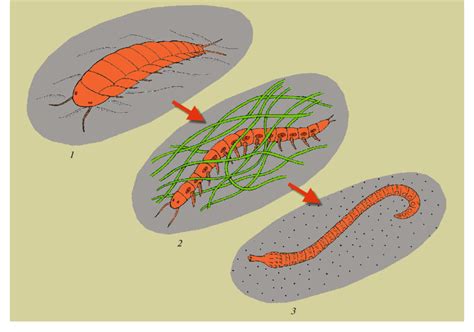 Proposed evolution direction in the Ecdysozoa clade: (1) epibiont ...