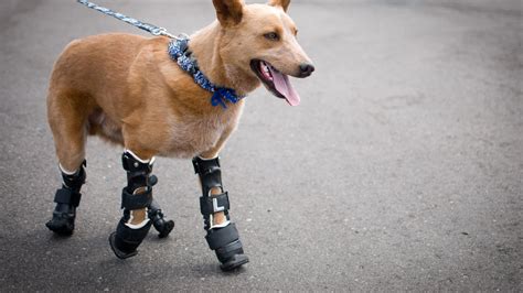 Pets Tutorial: How To Make A Prosthetic Leg For A Dog