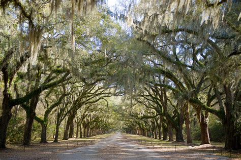 Wormsloe State Historic Site | Explore Georgia