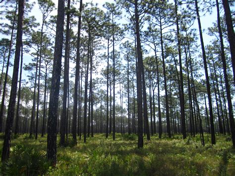 Apalachicola National Forest — Everything is Tourrible