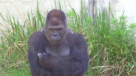 シャバーニ家族の日々49 Shabani gorilla family - YouTube