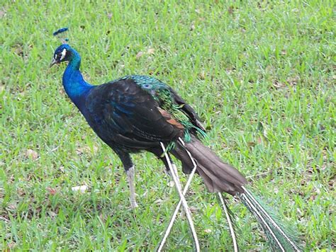 The Peacock losing those beautiful tail feathers | Those bea… | Flickr