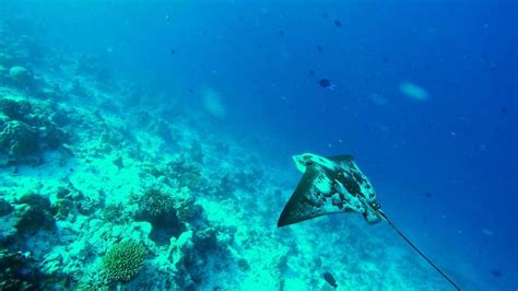 Snorkeling in Vilamendhoo Island Resort & Spa | Snorkeling the Maldives