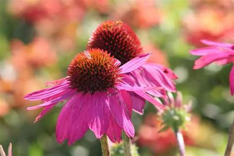 Does Echinacea Extract Really Boost Immunity?