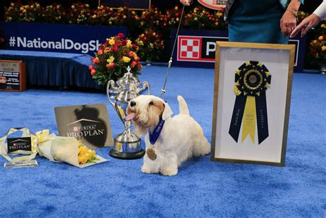 2024 Westminster Dog Show Winners Ranked - newsbox-plus