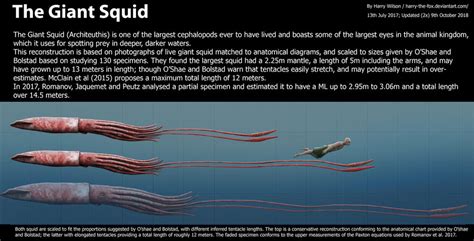 Giant Squid Size by Harry-the-Fox on DeviantArt