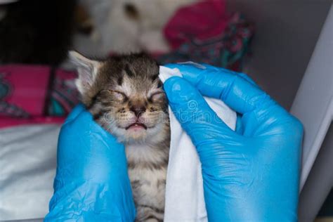 Veterinarian Cleaning Teeth On A Cat Stock Photo - Image of doctor, care: 24101858