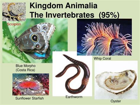 PPT - Kingdom Animalia The Invertebrates (95%) PowerPoint Presentation ...