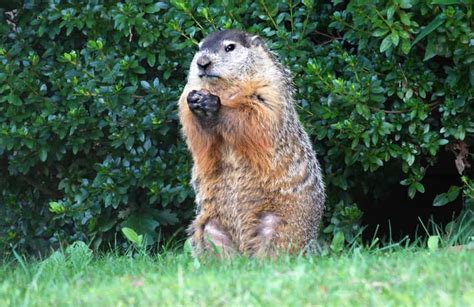 Woodchuck Vs Groundhog