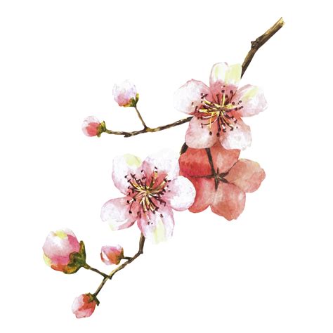 A blossoming branch from tree, sakura, cherry, apple or apricot buds and flowers. Spring ...