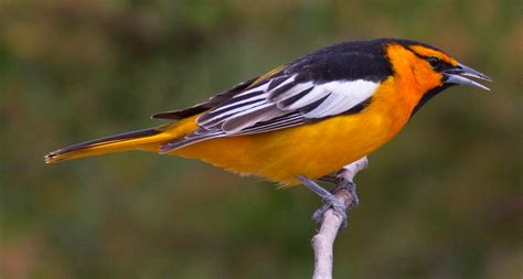 Bullock’s Oriole | San Diego Bird Spot