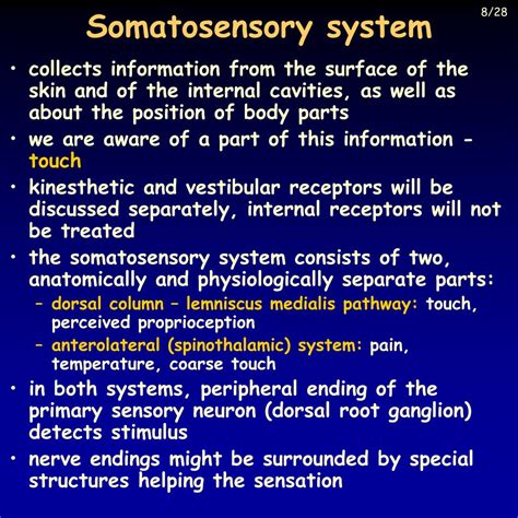 PPT - Somatosensory system PowerPoint Presentation, free download - ID:816253