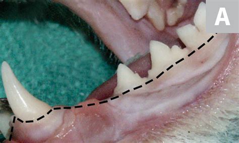 Mandibular Extractions in Cats | Clinician's Brief