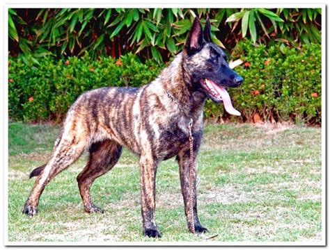 The Dutch Shepherd - Complete Guide to the breed - Dogsis