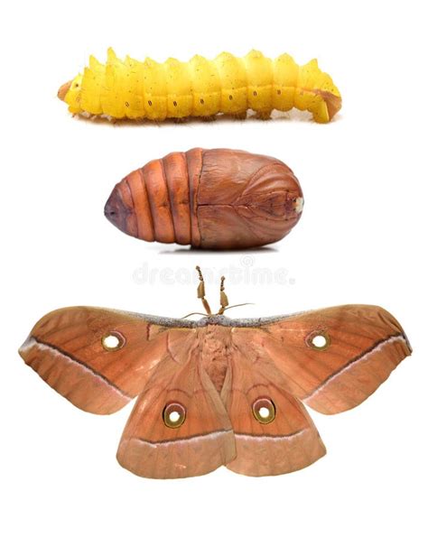 Silk moth life cycle stock photo. Image of mature, giant - 68744164