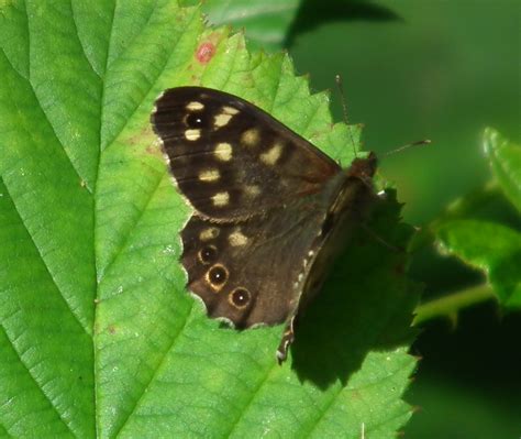 Speckled Wood Butterfly | sue | Flickr