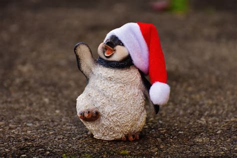 Free Images : animal, cute, decoration, christmas, penguin, close up ...