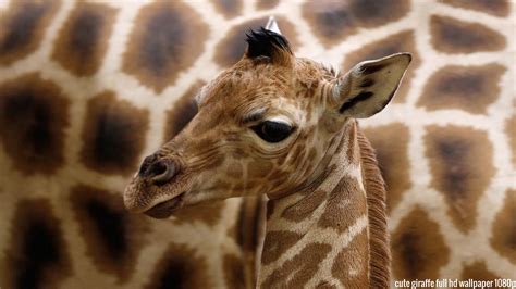 🔥 [50+] Baby Giraffe Wallpapers | WallpaperSafari