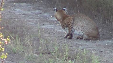 South Texas Bobcat (Lynx rufus) hunting field mice - YouTube