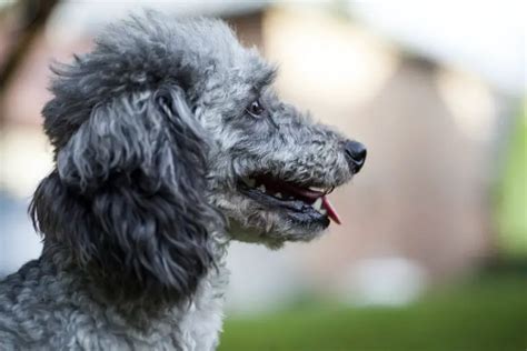 What Is a Moyen Poodle – Complete Owners Guide - The Pet Well