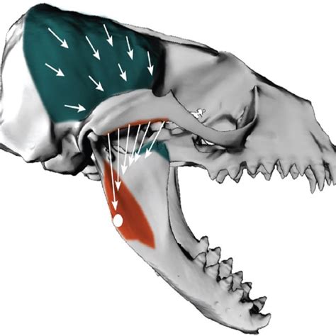 Skull morphology of the four pinniped species studied. a) Northern ...