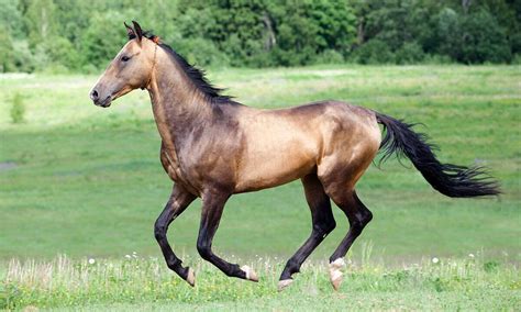 Akhal-Teke Horse