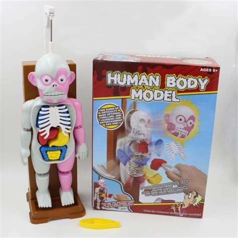 3D Puzzle Human Body Organ Model | Toy Game Center