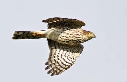 Sharp-shinned Hawk, Identification, All About Birds - Cornell Lab of ...