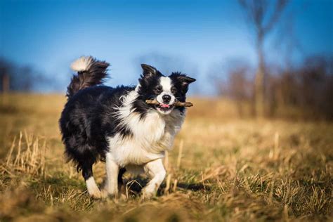 Why Does My Border Collie Stare At Me? - Pooch Authority