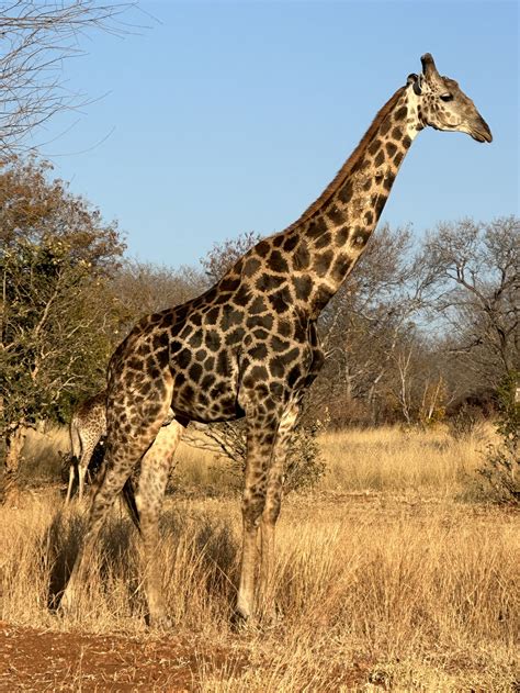 Botswana Wildlife Rescue — Lois Steinberg