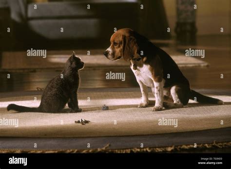 Lou Cats And Dogs High Resolution Stock Photography and Images - Alamy