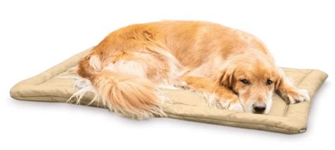 Chew Resistant Dog Bed: 11 Best Chew Proof Dog Beds 2022 [Guide]