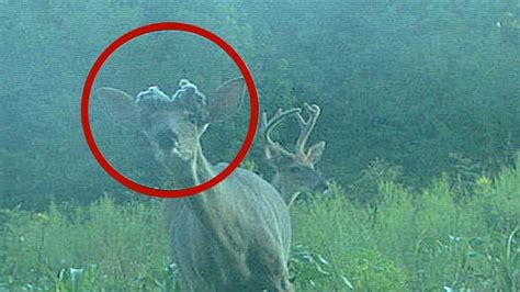 Deer With Antler Deformity Spotted On Trail Cameras In North Carolina