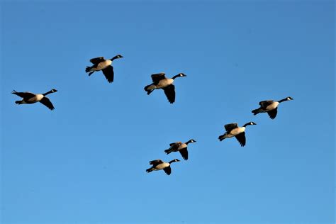 Canada Geese In Flight Free Stock Photo - Public Domain Pictures