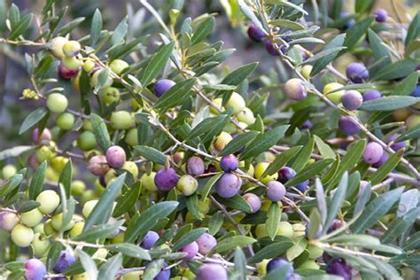 Arbequina Fruiting Olive, Olea europaea 'Arbequina', Monrovia Plant