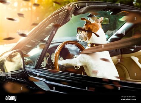 Dog drivers license driving a car Stock Photo - Alamy