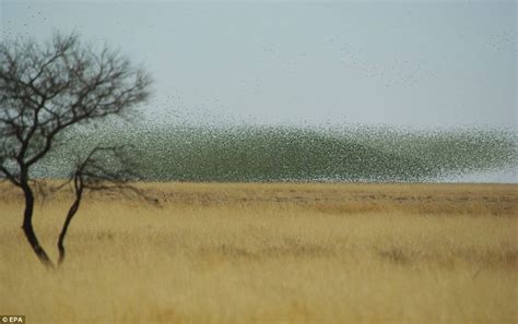 wild budgies in queensland au | Avian Avenue Parrot Forum