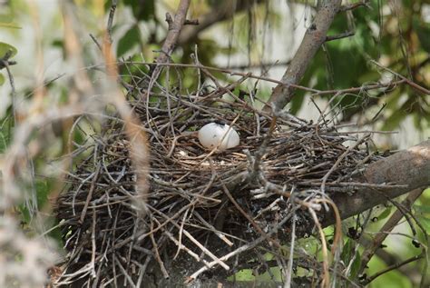 Birding Is Fun!: Mourning Dove Momma