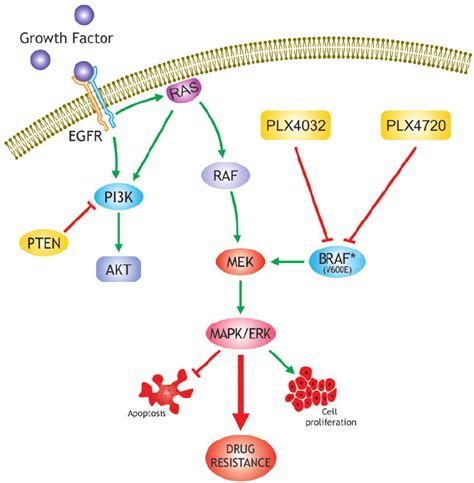 Scheme of the MAPK molecular pathway describing the role of the BRAF... | Download Scientific ...